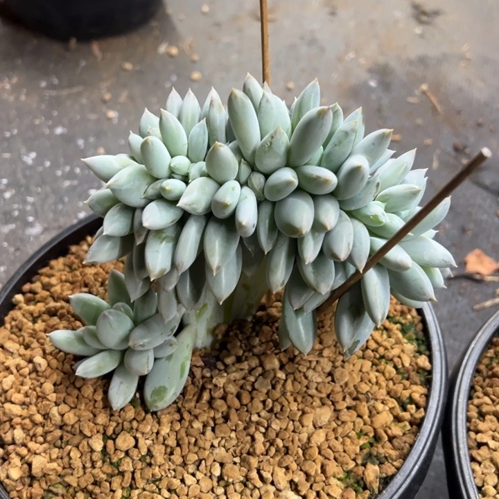 哥特萝莉 夏鸣园艺