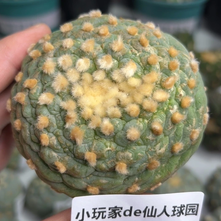 692可节后发货 可帮发根
