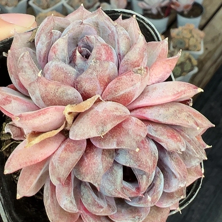 两盆。      多头蓝莓