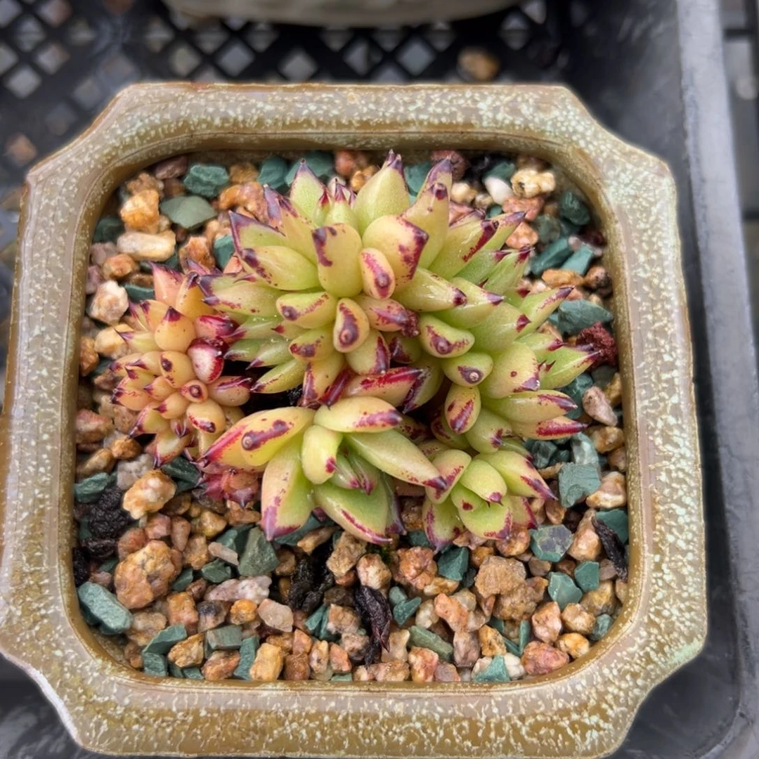 乌木缀（满38包邮）多肉