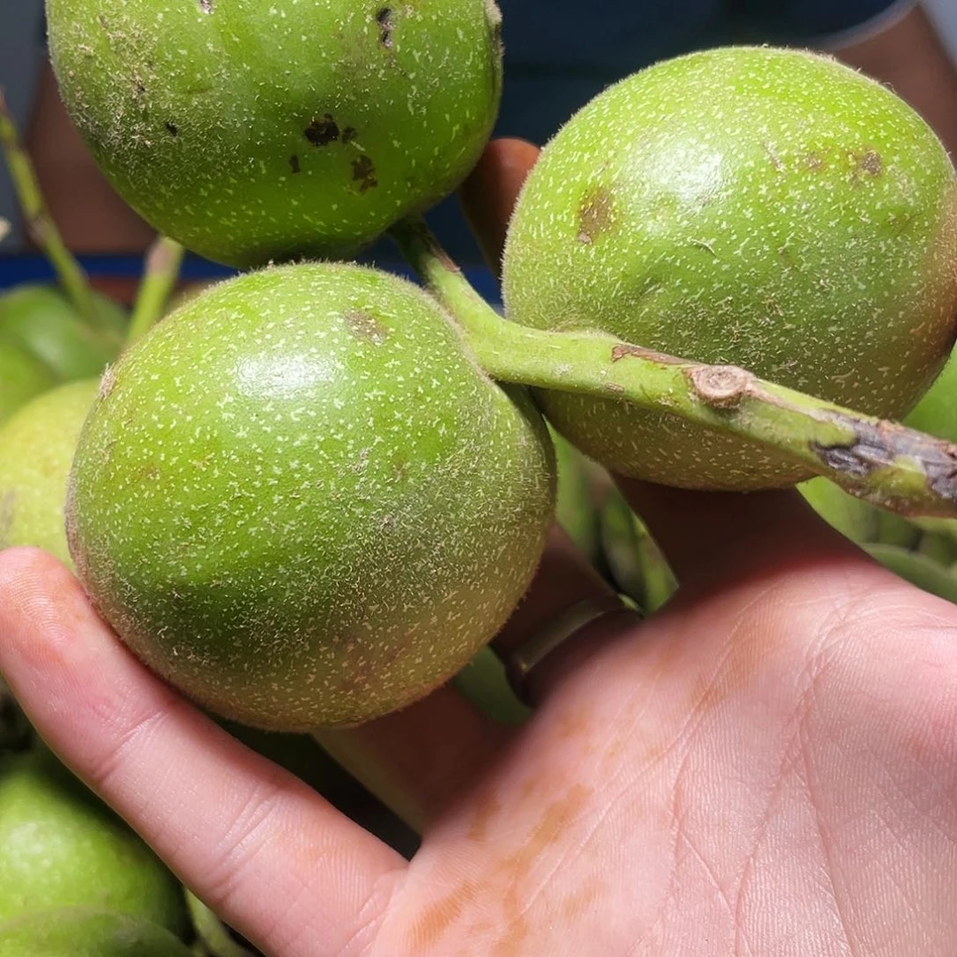 15.8一盒装青皮果包熟