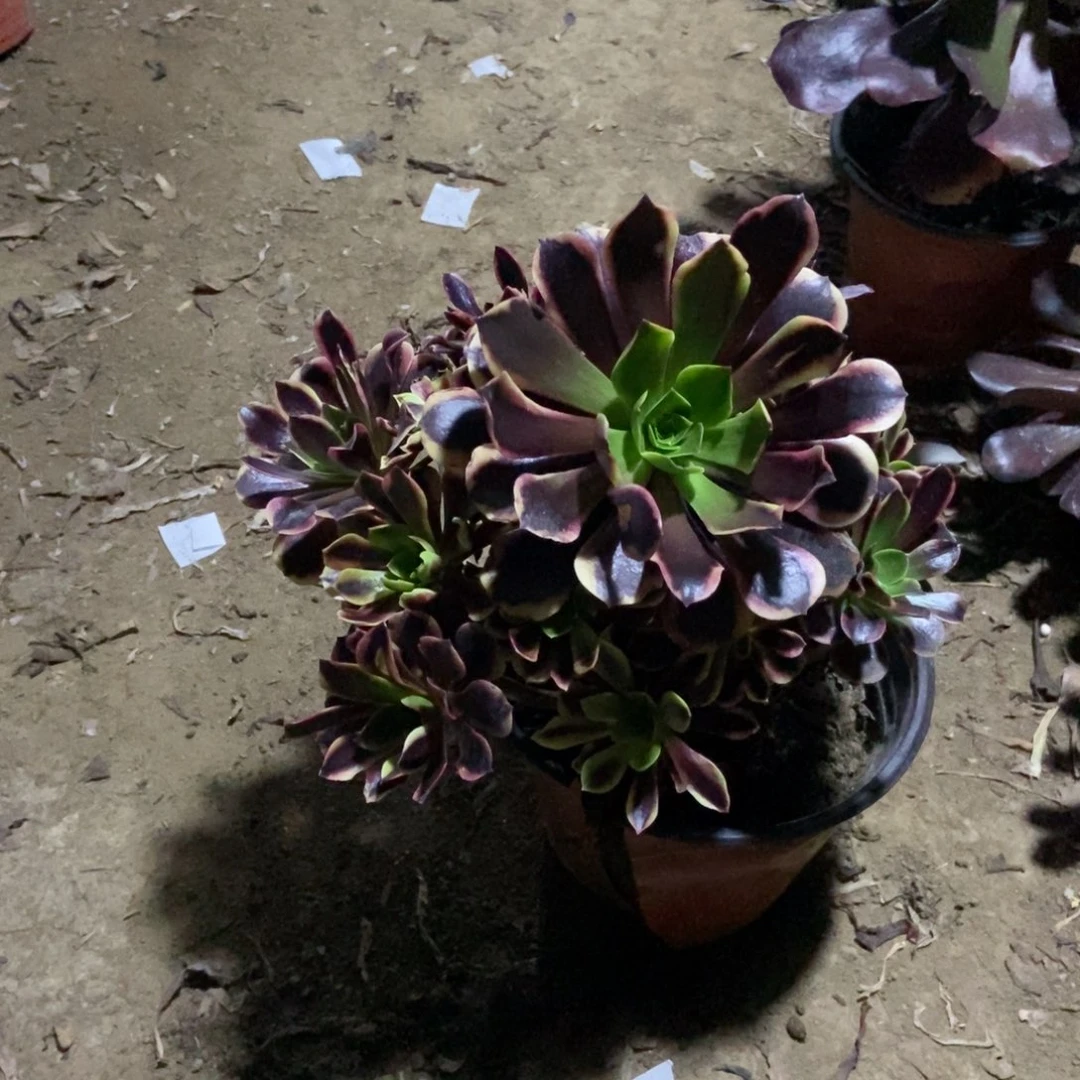 无花朵15号链接欧嘉莉法师