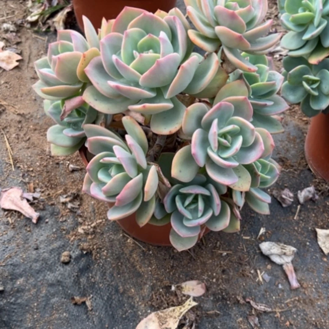 【闪购商品】糖*白凤