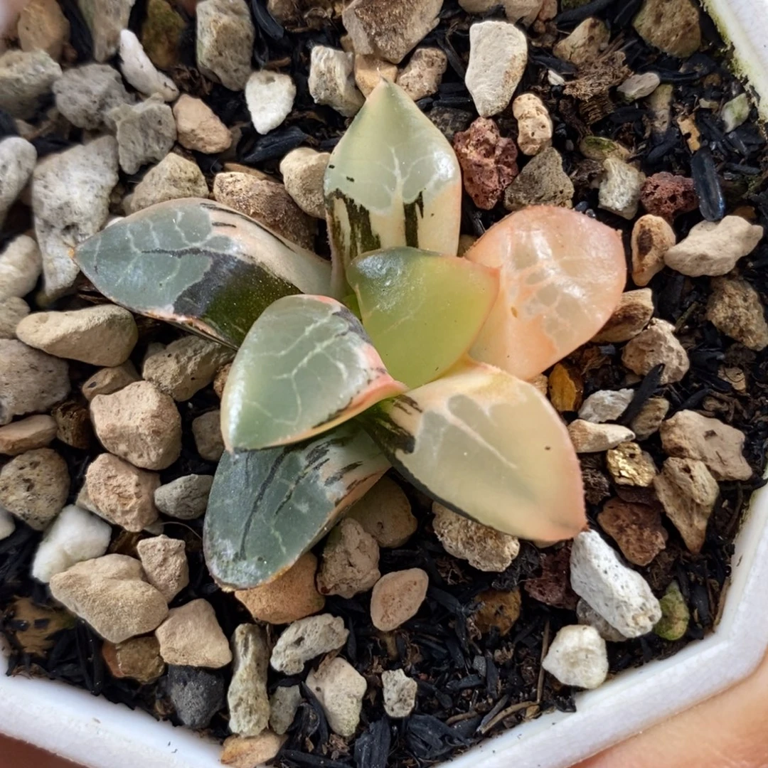 213火凤凰锦一物一拍