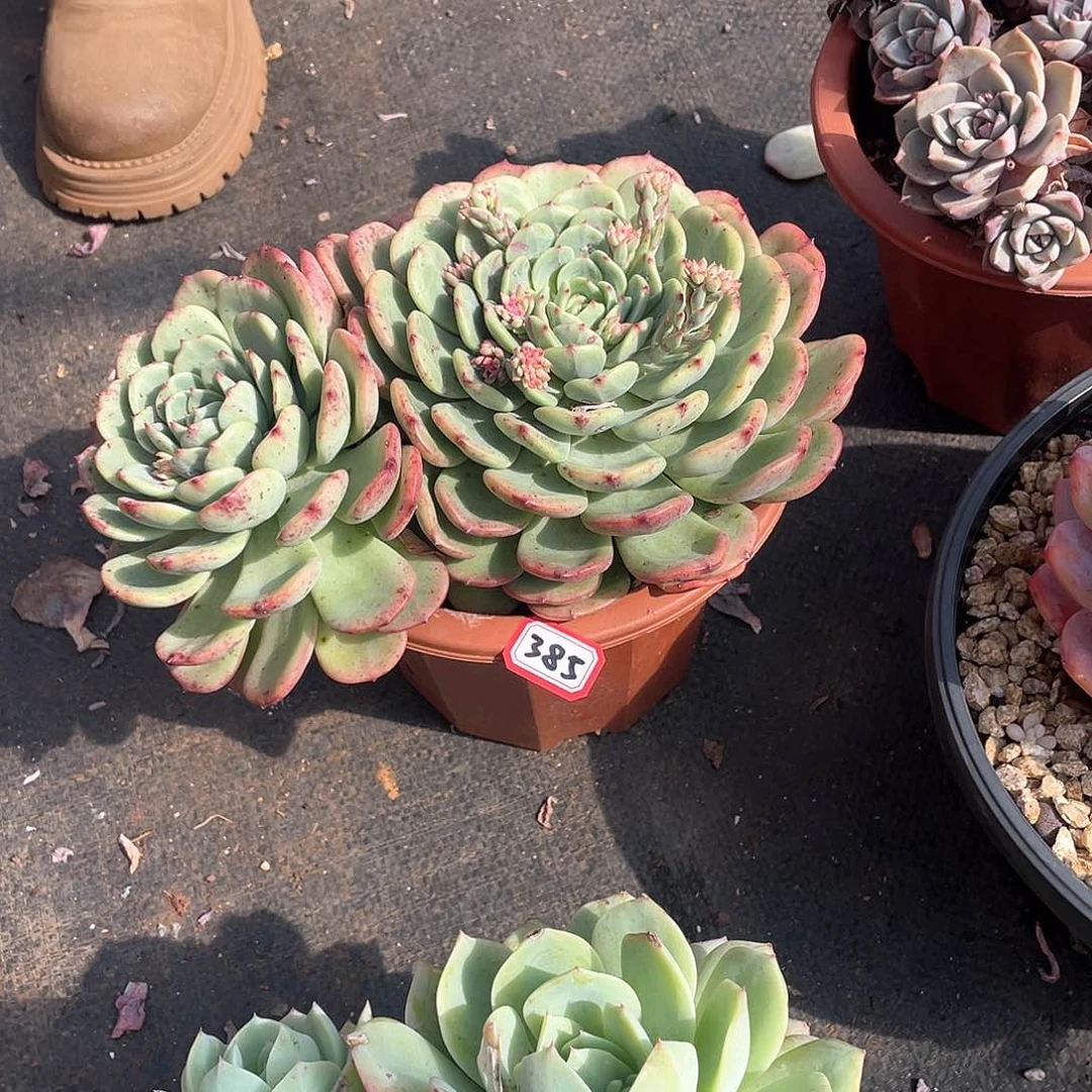 385三文鱼 一物一拍多肉