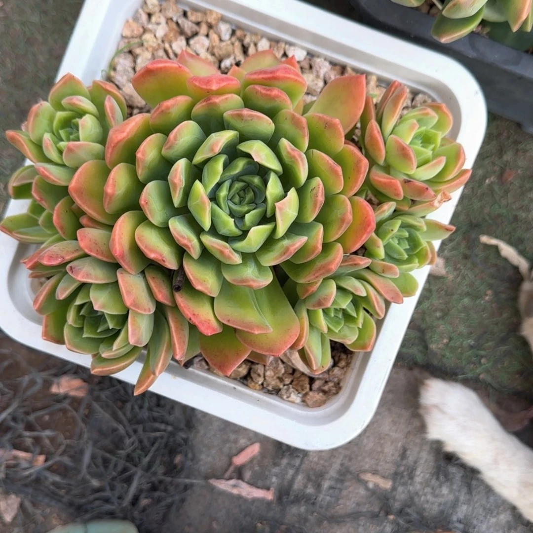 多肉植物多肉植物