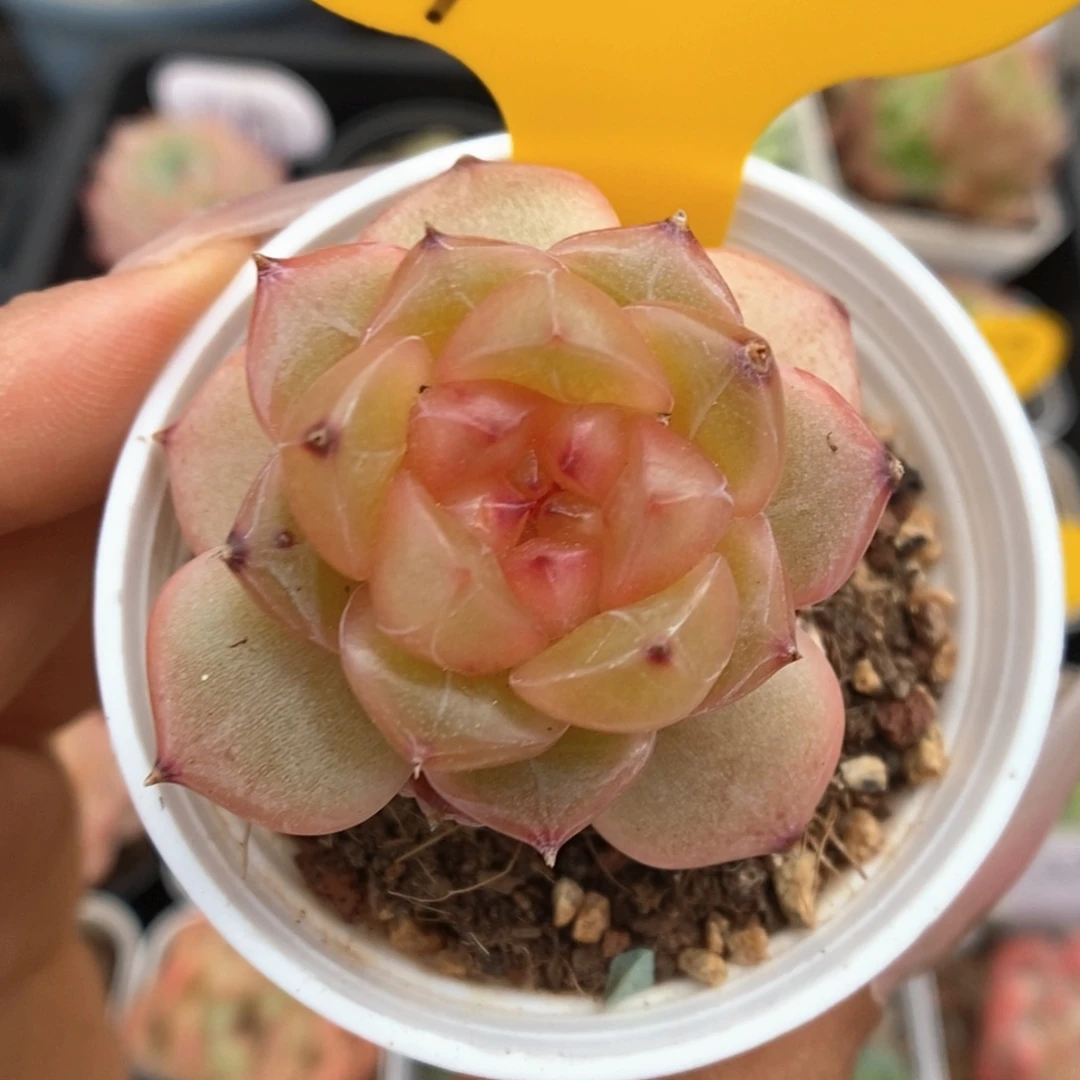 糖心珍妮可拍900号。