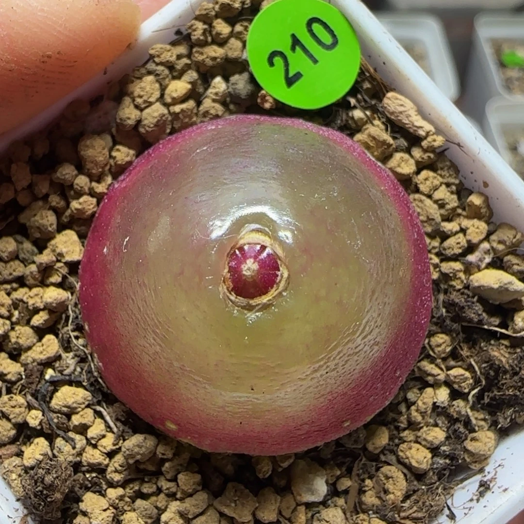 灯泡2.9多肉植物210