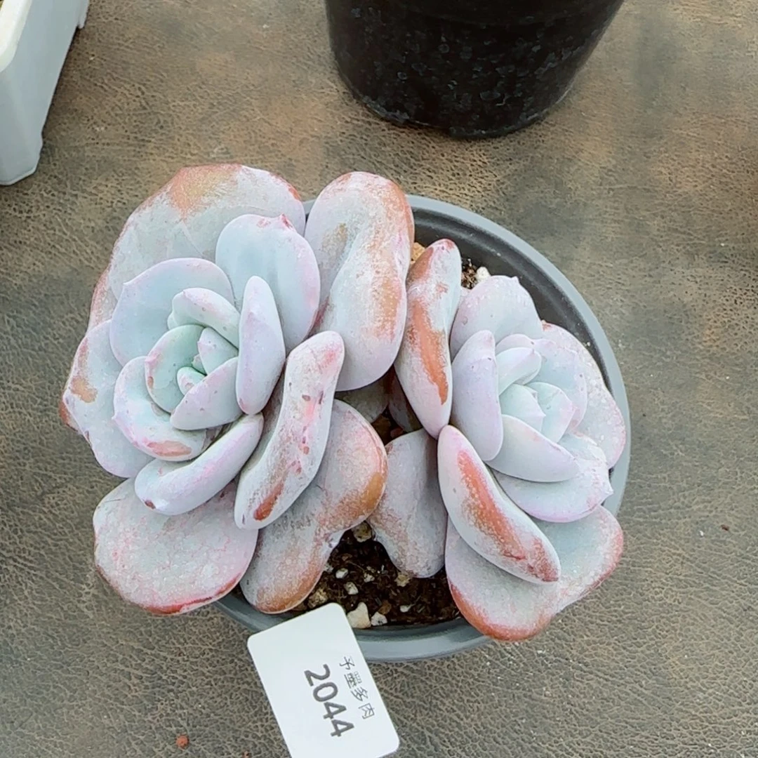 奶茶无砍，2044多肉植物