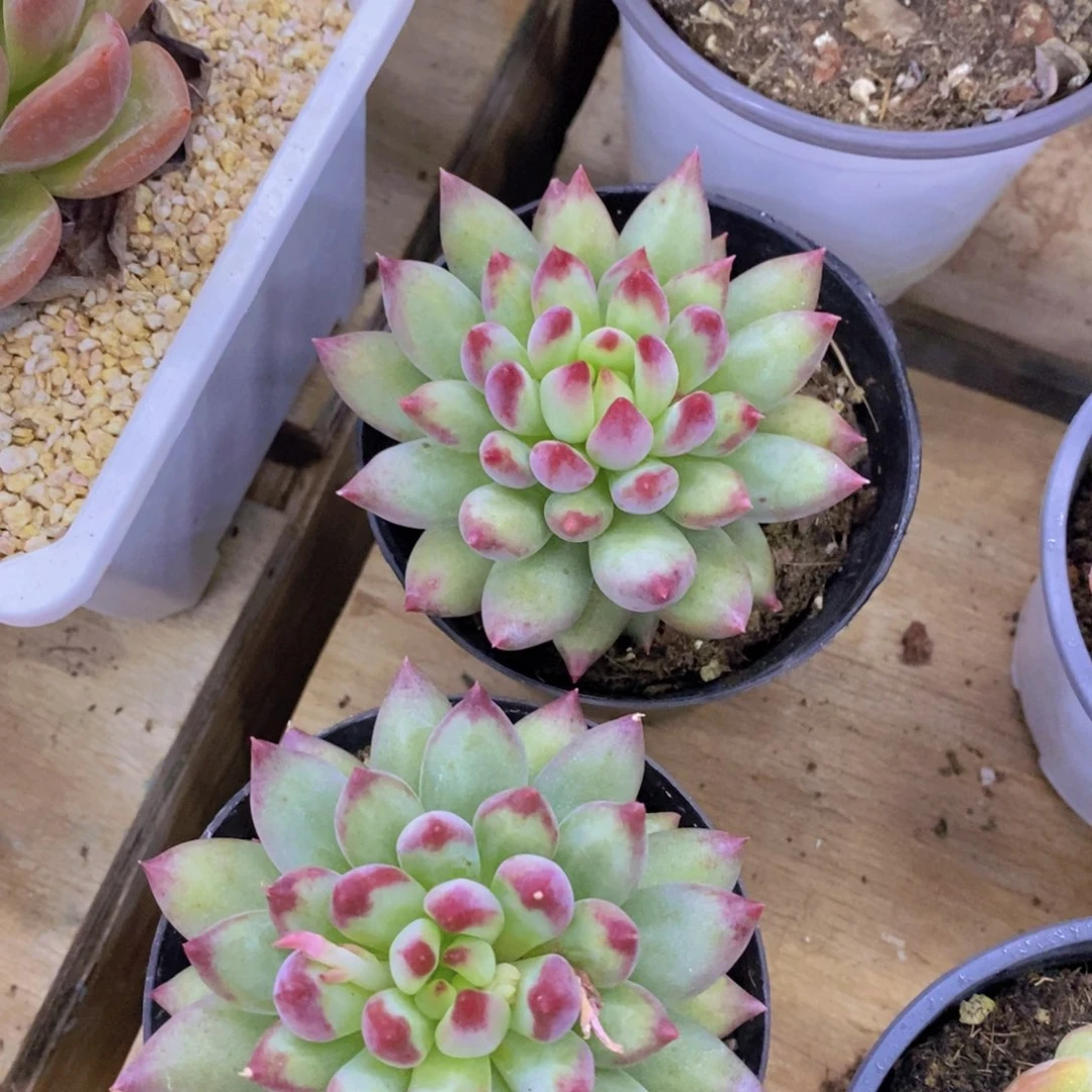 双十一晚间场，11.10