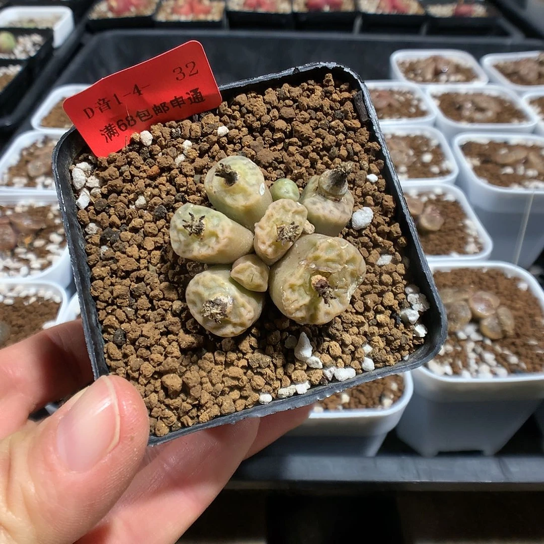 1-4-32    瑕疵烧麦