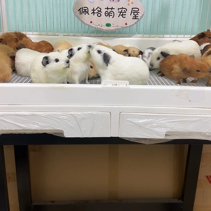 黄色英短弟弟158可爱