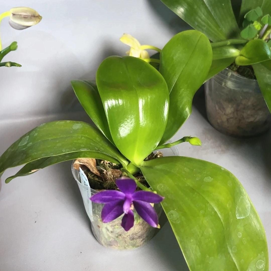 剑***大部分花苞少量开放天使X路X狗