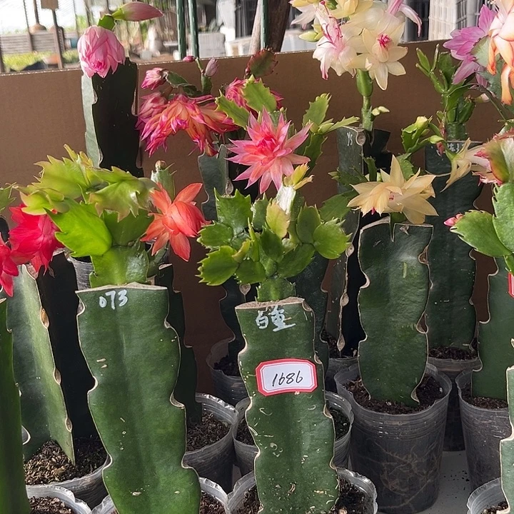 毛***毛当前无花朵，栽培后可花朵白重