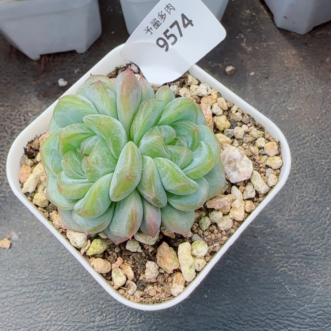 甜心，9574多肉植物