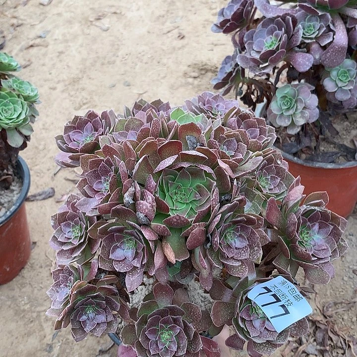 777黑魔手捧1号棚