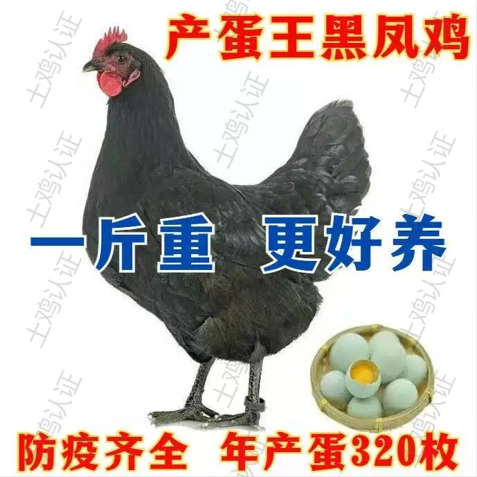 正宗黑凤土鸡苗农村散养鸡产蛋笨鸡仔土鸡黑鸡1斤小鸡半大脱温鸡