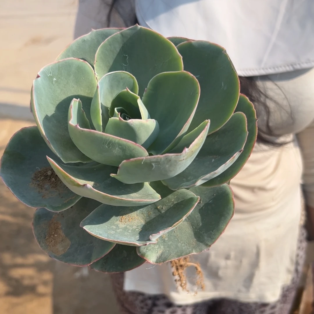 ✨****多肉植物多肉植物