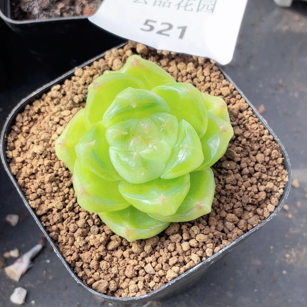 橘***粥521号糖心冰心珍妮 孤