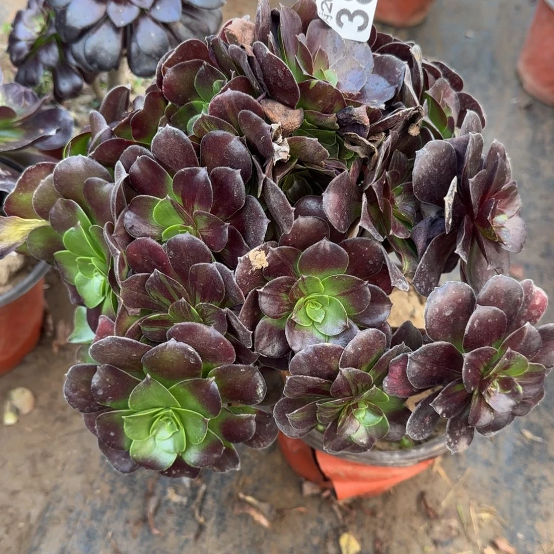 欧若拉382满20包邮断枝不包