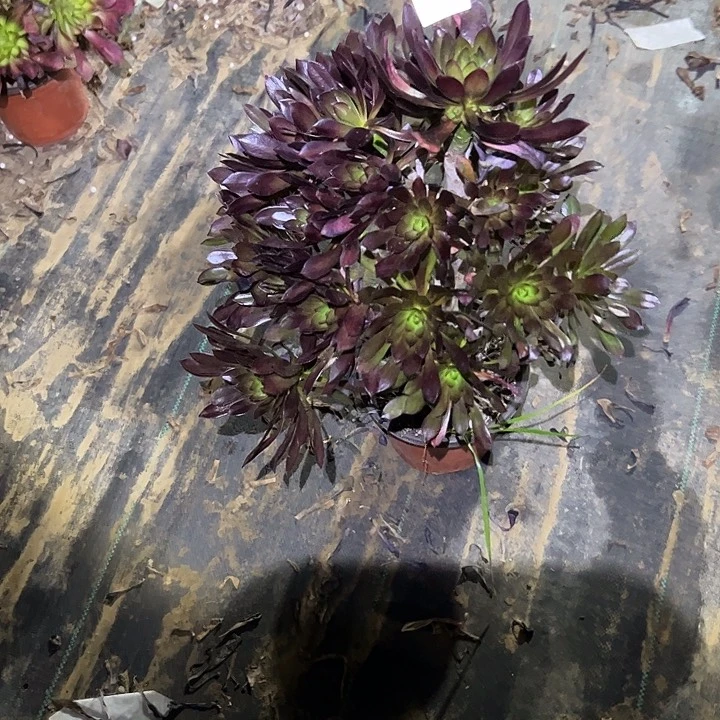 花**草多肉法师植物链接42