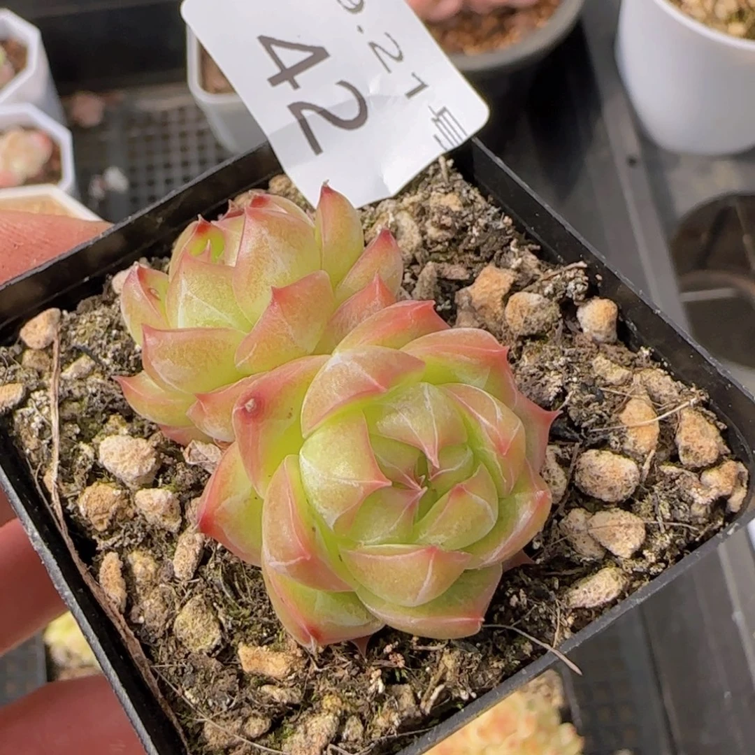 珍妮双头一颗脱土发货