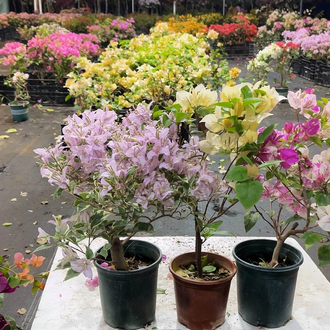 大部分花苞少量开放花叶苹果花，苏瓦娜，章红英