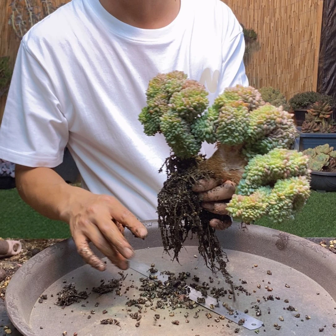 名****）19 号白胖子多肉