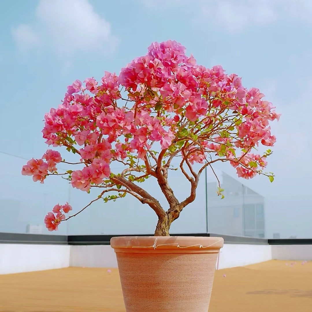 日落 三角梅大苗好养易开花花卉基地  不带花