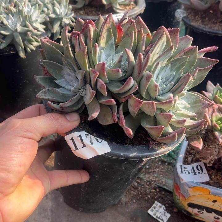 170号泡芙杂拇指多肉植物老庄