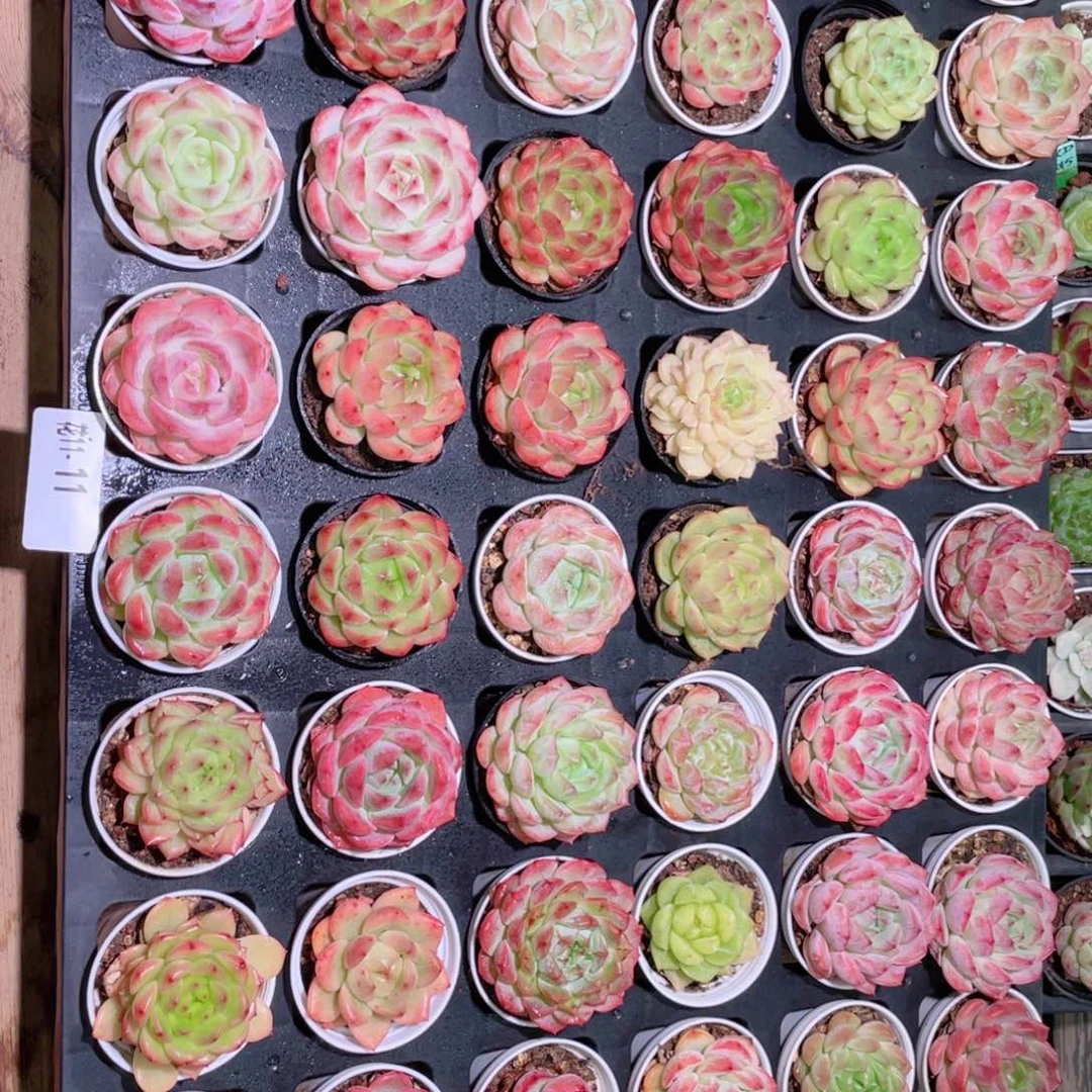 花利美11-11框拍48颗含盆土托架