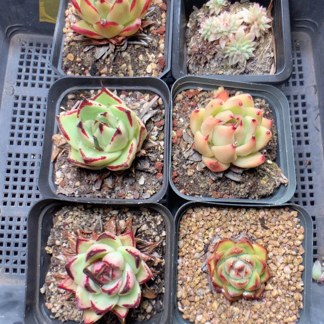 无花朵B45英语英语英语英语英语英语