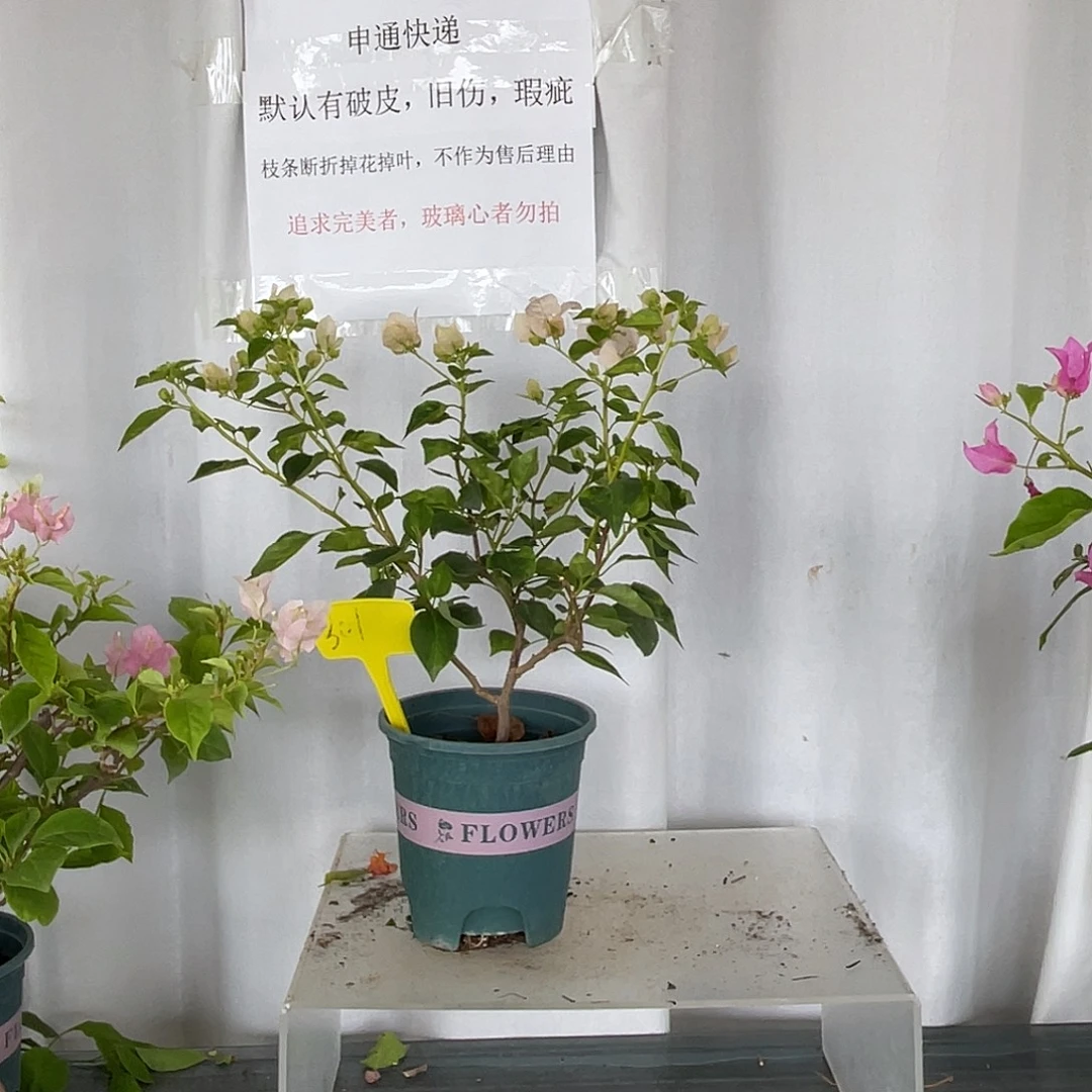 当前无花栽培后可以开花301暗斑丽人