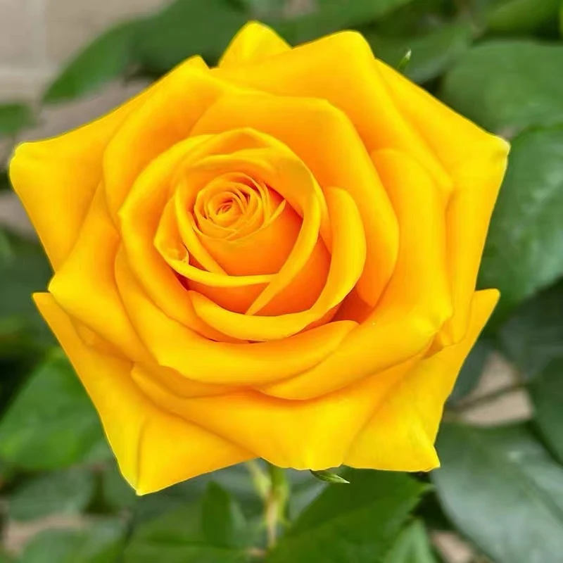 黄油 云南玫瑰花苗大花浓香四季开花月季老根花卉绿植盆栽植物