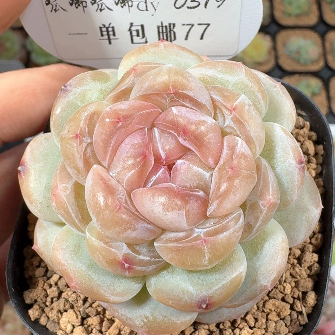 0319-077-紫色为尊