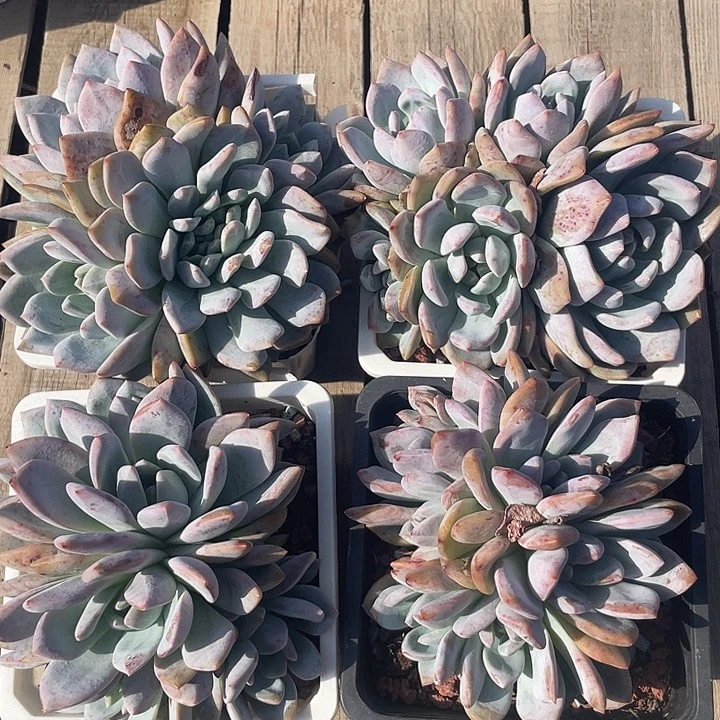 4盆星影石榴子群生