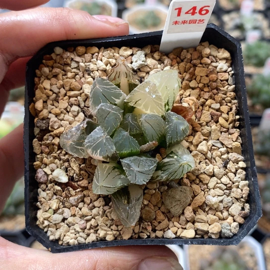 完全开放146毛玉露锦