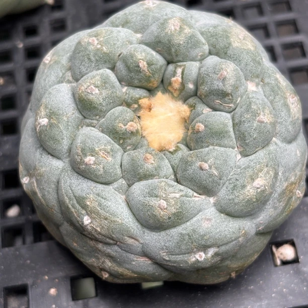 仙人球 有根点 一物一拍 276