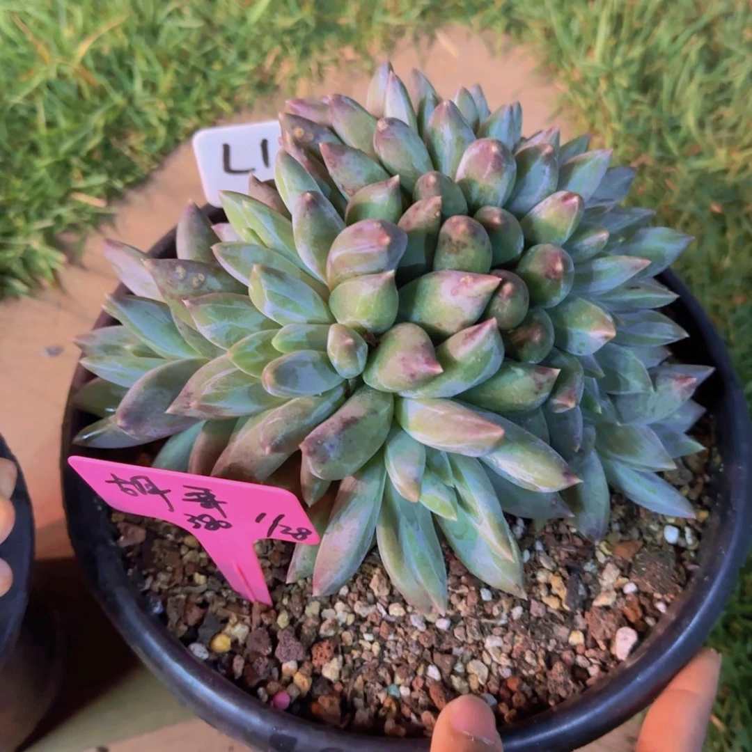 胡哥哥多肉植物多肉植物