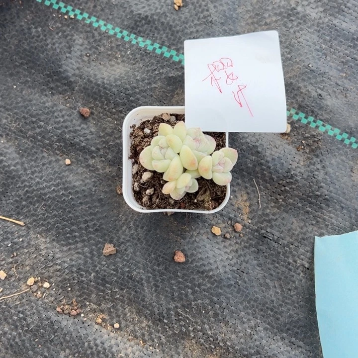 樱汁一物一拍专拍