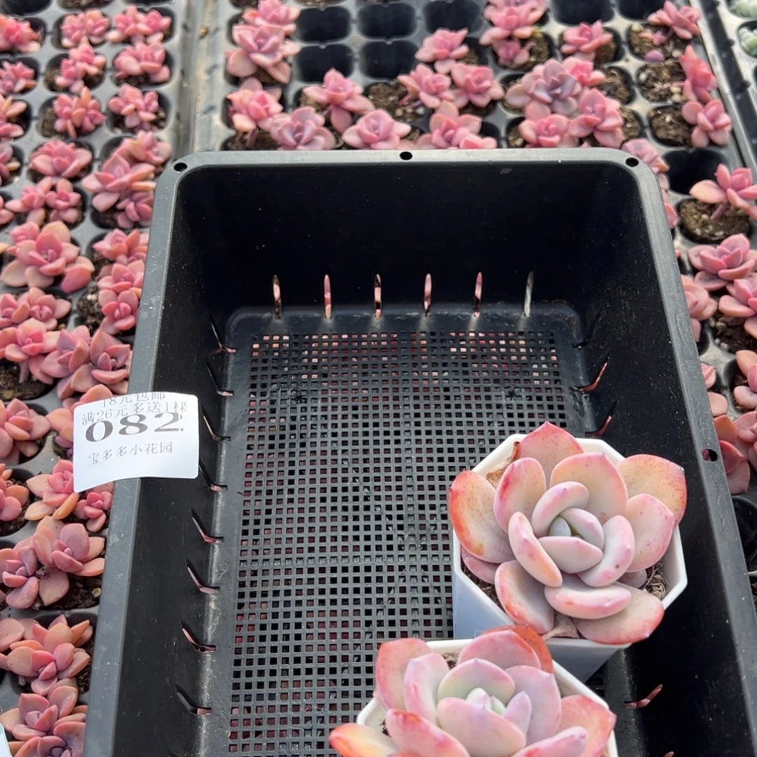 乱***飞082号奶茶2颗量拍多肉满18元包邮下午发货