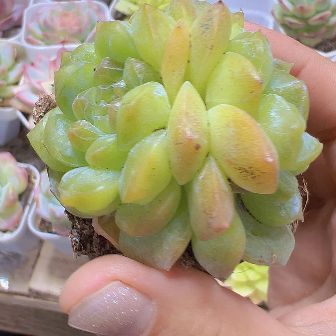 翡翠珍妮19包邮多肉植物