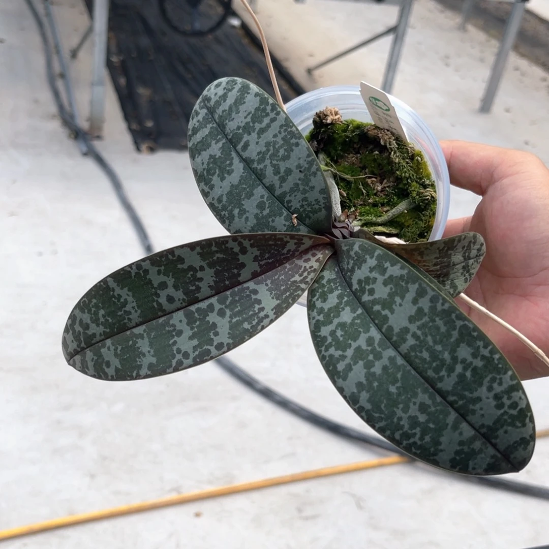 完全开放628 HRB749