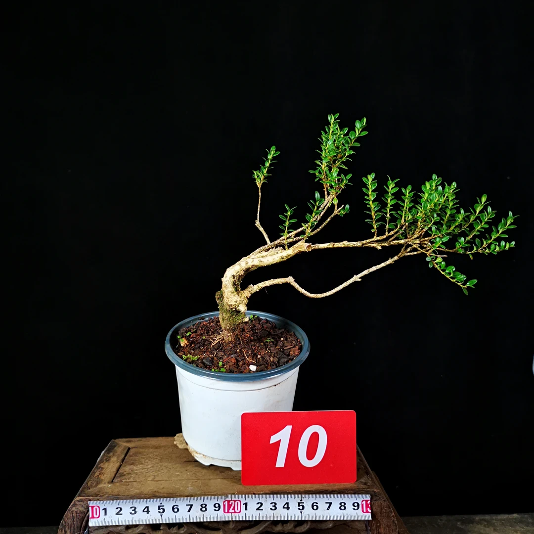 云南米叶珍珠黄杨熟桩L1-40号原产地直发庭院别墅假山一物一拍