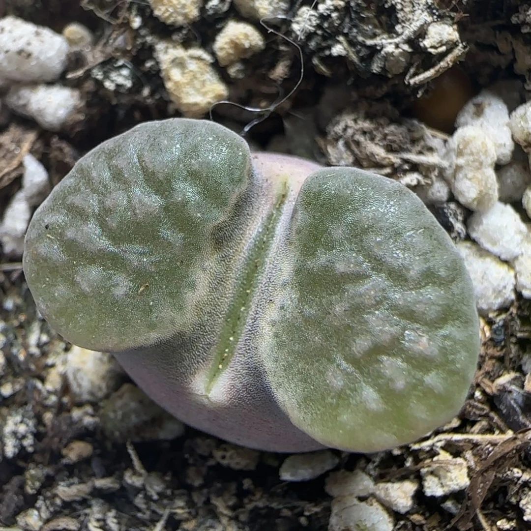 磁铁漂亮多肉植物80