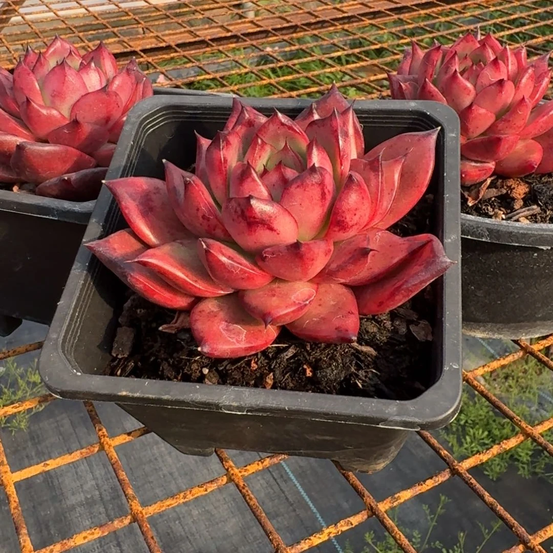 血罗单头多肉植物