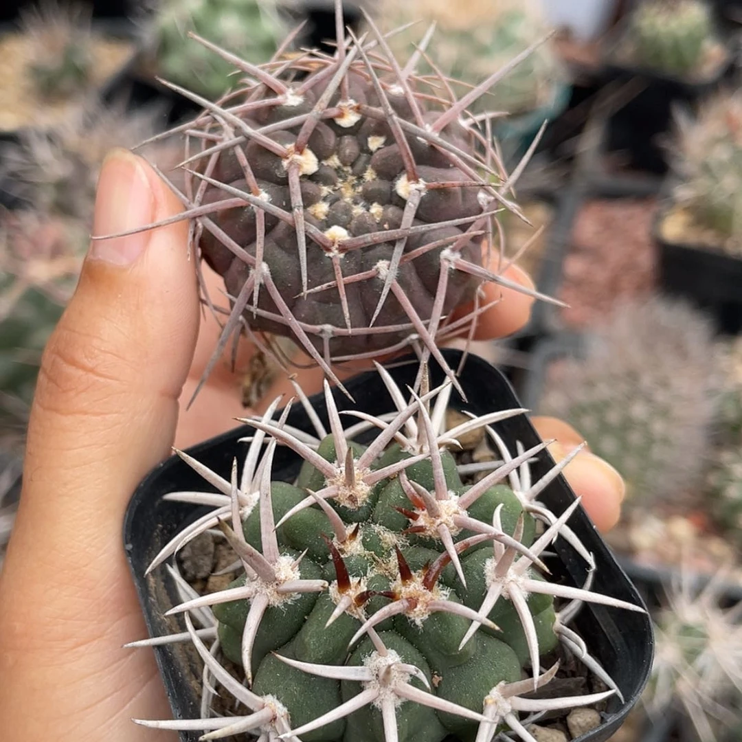 【闪购商品】组合实生66666