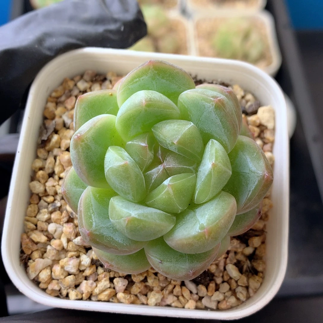 58包邮  群生不包整 126