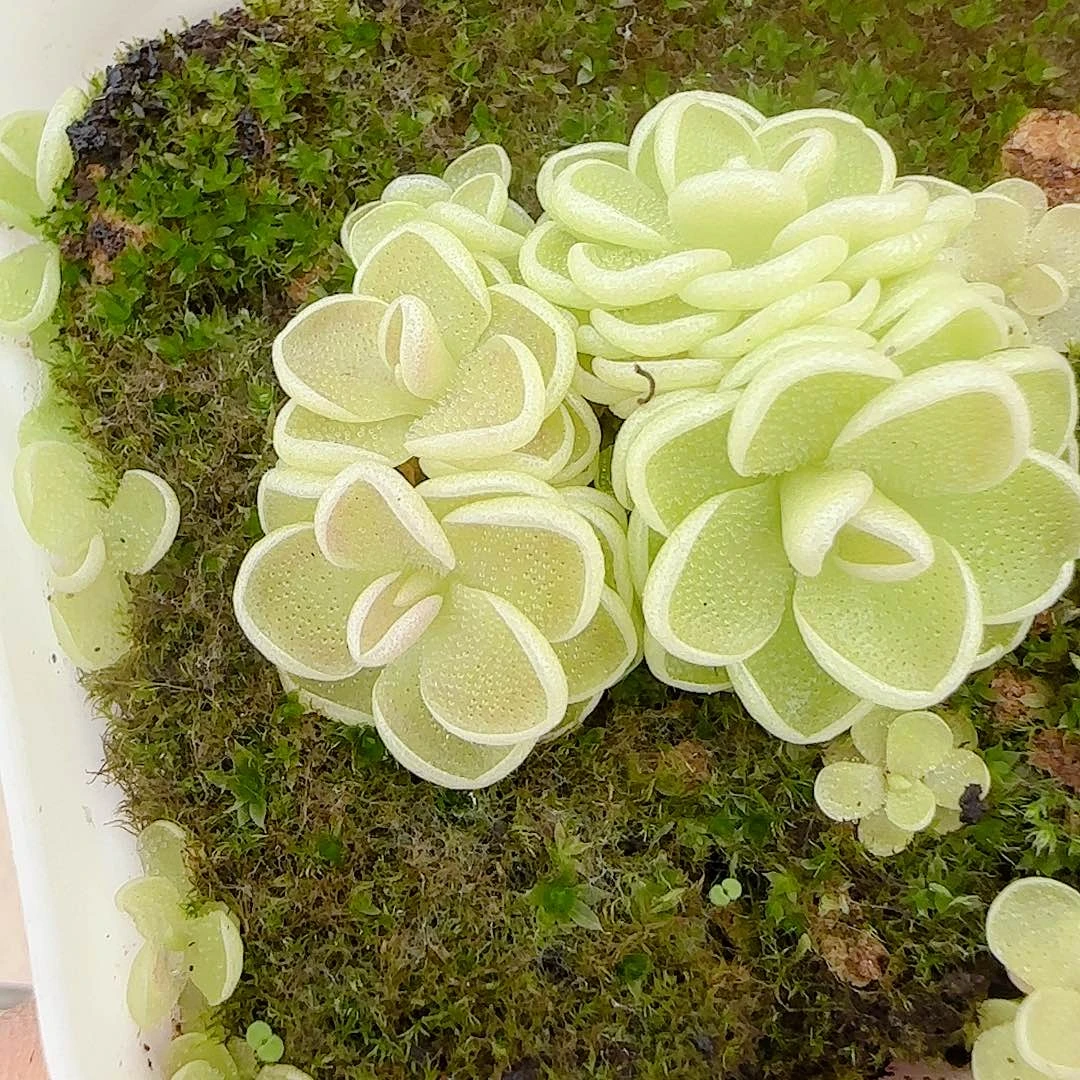 【闪购商品】0916-49爱丽丝