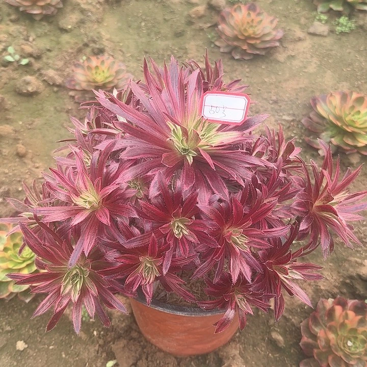 多肉植物凤凰锦50号无售后